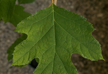Natural element. Closeup view of Hydrangea quercifolia, also known as oak leaf hydrangea, beautiful big green leaf growing in the urban garden.