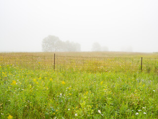 brume matinale avec champ bien vert en avant plan