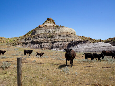bétail en face d'une petite montagne dans un climat aride