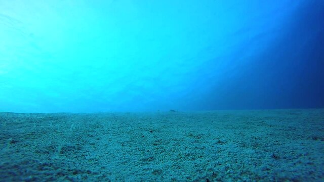 Sandy Seabed in the Red Sea.