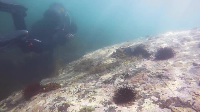 Buceador pasando por unas rocas con erizos de mar