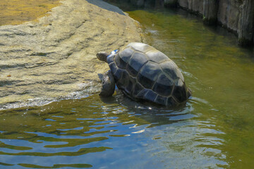 Giant Galapagos turtle coming out of the water close-up. Wildlife. Rare animals