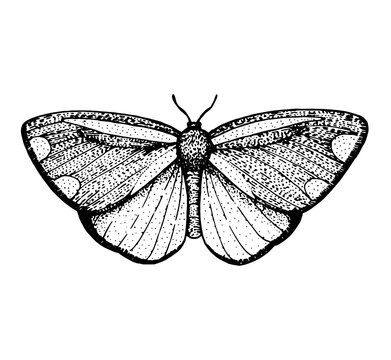 The cinnabar moth hand drawn vector illustration. Tyria jacobaeae butterfly. Engraving illustration. Sketch design.
