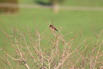 Bird on a small tree