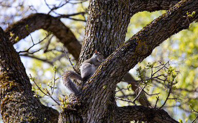 Fototapeta na wymiar petit écureuil perché dans le creux d'un arbre à la lumière du jour