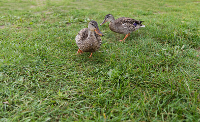 deux canards qui font la course dans le gazon
