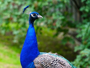 Obraz premium Beautiful peafowl. Portrait of a peacock with feathers