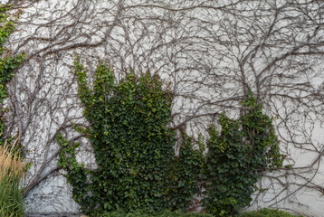 Obraz premium vignes grimpantes sur un mur avec feuillage vert