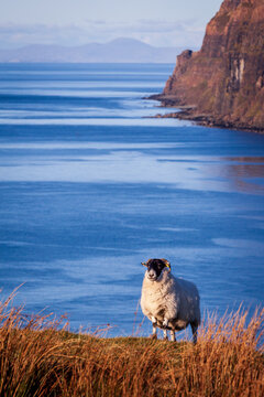 Highland Sheep in Northern Skye Scotland