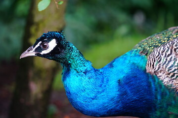 Fototapeta premium Beautiful peafowl. Portrait of a peacock with feathers 