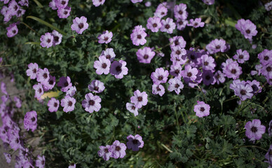 Obraz premium Pink flowers of geranium on the background of a green flower bed