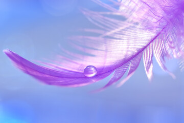 Purple feather with water drop on a blue background. Beautiful abstract macro. Selective focus.