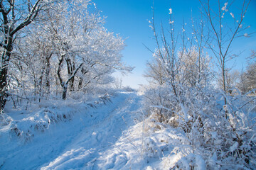 trees in the snow