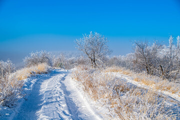 Obraz premium landscape with trees and snow