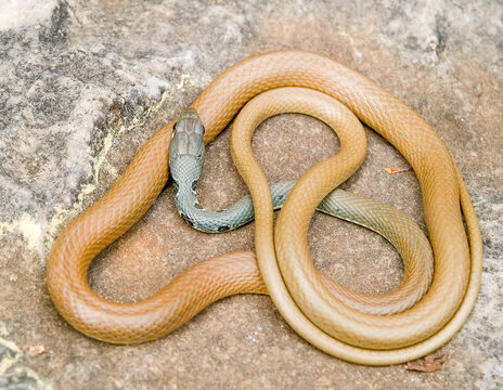 slender whip snake, platyceps najadum