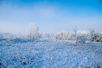 snow covered trees in winter
