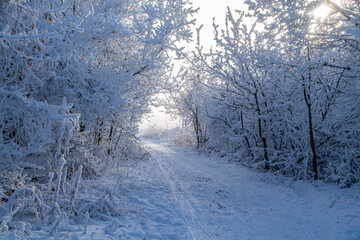 Obraz premium snow covered road in winter