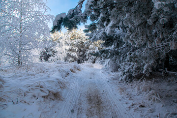 snow covered trees in the mountains
