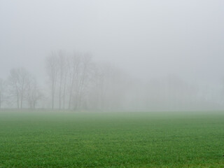 Obraz na płótnie Canvas Nebel im Herbst auf einem Feld