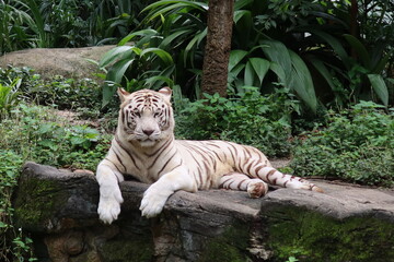 Singapore Zoo :)