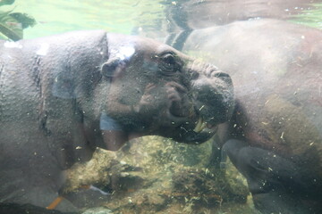 Singapore Zoo :)