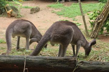 Singapore Zoo :)