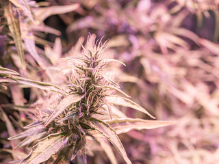 Cannabis plants growing at indoor cannabis farms use LED light, clay pellets, and a deep water culture system. The texture of marijuana leaves. Concept of cannabis plantation for medical