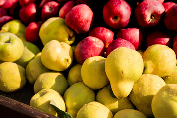Heap of red and green apples