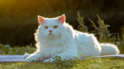 The White Persian cat sits gracefully in  in morning garden.
