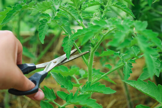 Care for Tomato Plant. Woman is pruning tomato plant branches in the greenhouse. Worker pinches off the shoots or suckers.