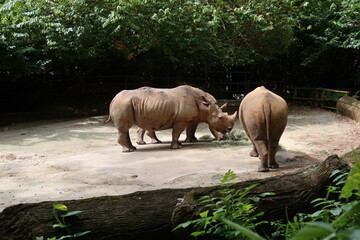 Naklejka premium Singapore Zoo :)