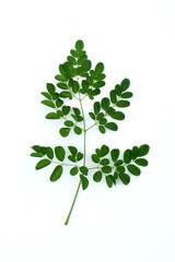 Moringa green leaves on white background.  Moringa Oleifera, tropical herbs.