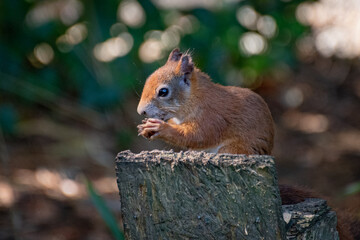 squirrel in the forest eating an acorn