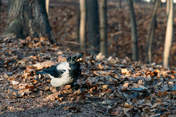 Big gray crows at the autumn foliage in the park eating nuts. Close up grey crow,  sunny fall day in the park
