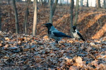 Big gray crows at the autumn foliage in the park eating nuts. Close up grey crow,  sunny fall day in the park