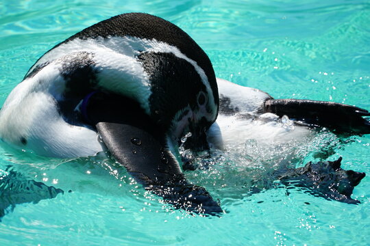 Penguin in pool