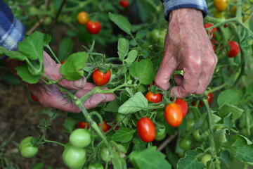 farmer holds tomatoes in his hands