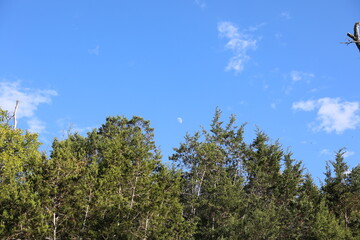 trees and sky