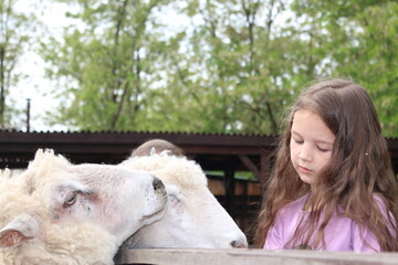 Little girl in a contact zoo stroking a sheep