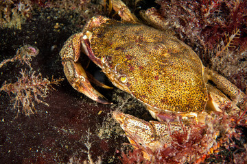 Atlantic rock crab underwater in the St. Lawrence River