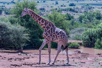 Rothschild's giraffe in the great African woodlands savannahs grasslands