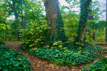 Waldpanorama im Herbst bei Regenwetter und Nebel