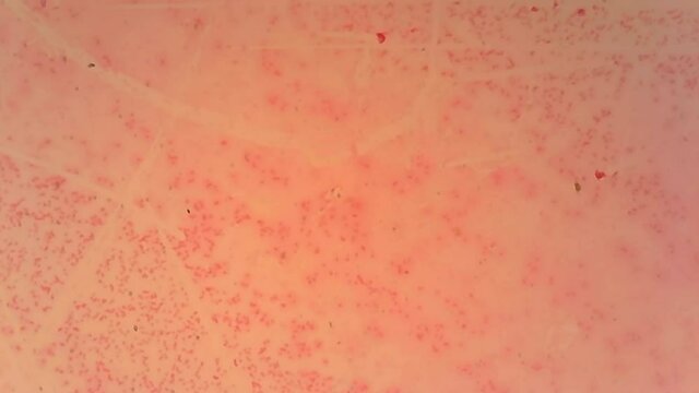 Microscope Rabbit Blood Smear 1000x