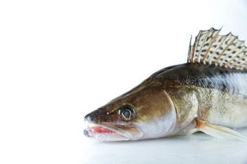 raw fish pike perch is on white background