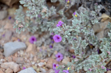 close up of lavender