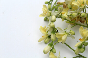 Moringa flower on white background. Moringa oleifera can use for herb.