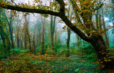 Fototapeta premium Waldpanorama im Herbst bei Regenwetter und Nebel