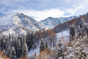 beautiful winter mountain landscape with snow-covered fir trees, selective focus. Almaty kazakhstan