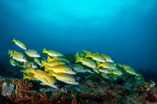 Bluestripe Snapper Blaustreifen Schnapper