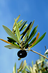 Obraz na płótnie Canvas Ripe black frantoia olives in the sun ready for the picking